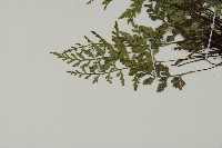 深山鐵角蕨藏品圖，第4張