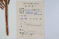 弧脈鳳尾蕨藏品圖，第2張