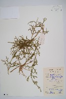 過山龍藏品圖，第1張