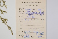 過山龍藏品圖，第2張