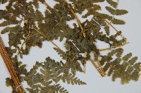 華南鱗蓋蕨藏品圖，第3張