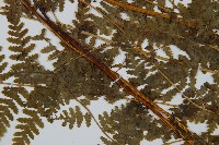 華南鱗蓋蕨藏品圖，第4張