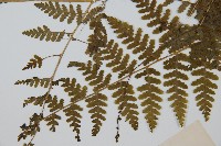 華南鱗蓋蕨藏品圖，第5張