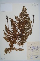 闊鱗鱗毛蕨藏品圖，第1張