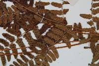 闊鱗鱗毛蕨藏品圖，第3張