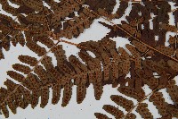 闊鱗鱗毛蕨藏品圖，第4張