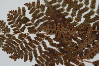 闊鱗鱗毛蕨藏品圖，第5張