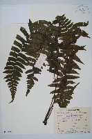 毛柄蹄蓋蕨藏品圖，第1張