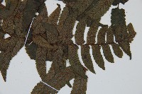 毛柄蹄蓋蕨藏品圖，第3張