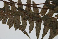 毛柄蹄蓋蕨藏品圖，第4張