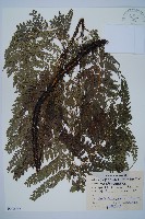 黑鱗複葉耳蕨藏品圖，第1張