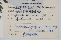 黑鱗複葉耳蕨藏品圖，第2張