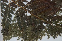 黑鱗複葉耳蕨藏品圖，第3張