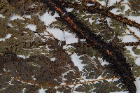 黑鱗複葉耳蕨藏品圖，第4張