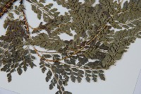 黑鱗複葉耳蕨藏品圖，第5張