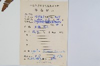 曲軸海金沙藏品圖，第2張