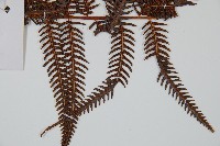 金狗毛蕨藏品圖，第3張