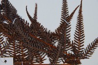 金狗毛蕨藏品圖，第4張