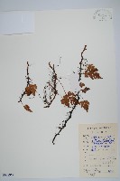 陰石蕨藏品圖，第1張