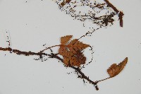 陰石蕨藏品圖，第4張