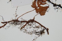 陰石蕨藏品圖，第5張