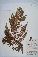 闊鱗鱗毛蕨藏品圖，第1張