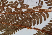 闊鱗鱗毛蕨藏品圖，第4張