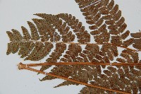 闊鱗鱗毛蕨藏品圖，第5張