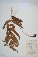 日本狗脊蕨藏品圖，第1張