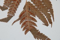 日本狗脊蕨藏品圖，第3張