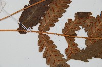 日本狗脊蕨藏品圖，第5張