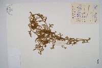 燈龍草藏品圖，第1張