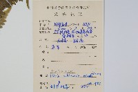 斜羽鳳尾蕨藏品圖，第2張
