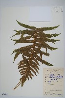 密毛毛蕨藏品圖，第1張