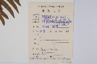 密毛毛蕨藏品圖，第2張