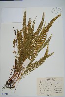 網脈鱗始蕨藏品圖，第1張