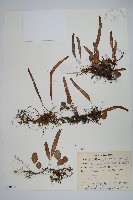 岡本氏茀蕨藏品圖，第1張