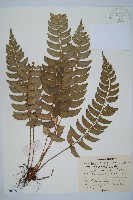 鐮羽貫眾藏品圖，第1張