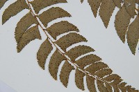 鐮羽貫眾藏品圖，第3張