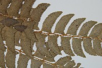 鐮羽貫眾藏品圖，第4張