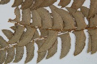 鐮羽貫眾藏品圖，第5張