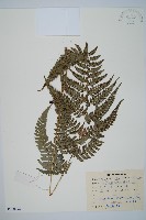 中華複葉耳蕨藏品圖，第1張