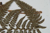 中華複葉耳蕨藏品圖，第6張