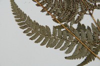 中華複葉耳蕨藏品圖，第8張