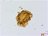 中華複葉耳蕨藏品圖，第2張