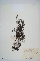 蕗蕨藏品圖，第1張