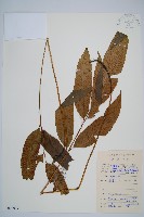 細柄雙蓋蕨藏品圖，第1張