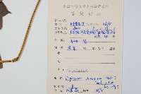 細柄雙蓋蕨藏品圖，第2張