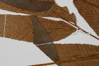 細柄雙蓋蕨藏品圖，第4張