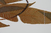 細柄雙蓋蕨藏品圖，第5張